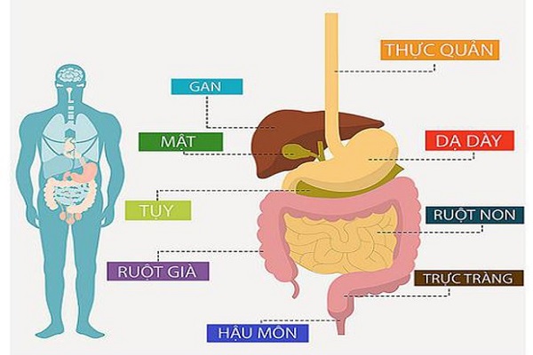 Ung thư đường tiêu hóa là một trong những bệnh nguy hiểm với tỷ lệ tử vong cao (Ảnh: Internet).