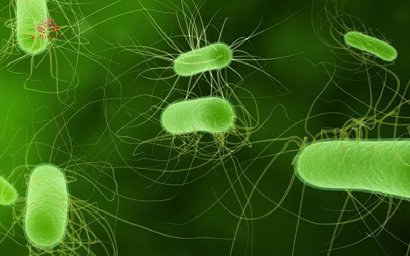 Vi trùng HP là gì_ Tên đầy đủ là Helicobacter pylori, là một loại vi khuẩn hình xoắn