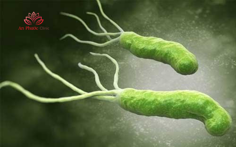 Vi khuẩn Helicobacter pylori (HP) là nguyên nhân gây bệnh lý dạ dày