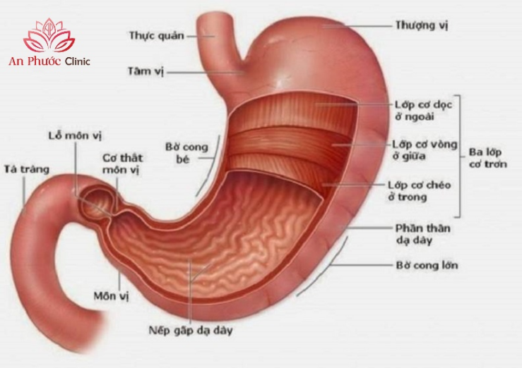 Cấu trúc giải phẫu của dạ dày