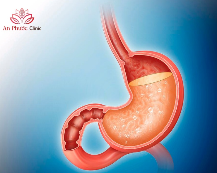 Vai trò của dạ dày trong hệ tiêu hóa