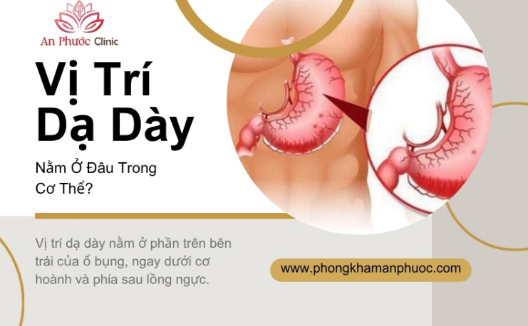 Vị trí dạ dày nằm ở đâu trong cơ thể? Vai trò của dạ dày