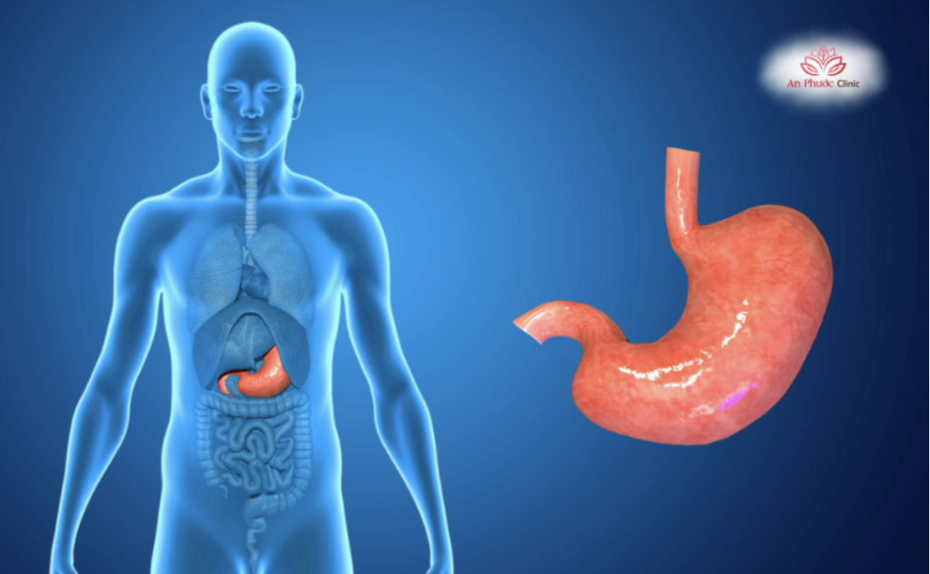 (Vị trí của dạ dày trong cơ thể người)