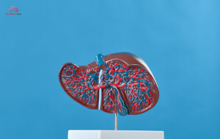 Các bệnh lý về gan